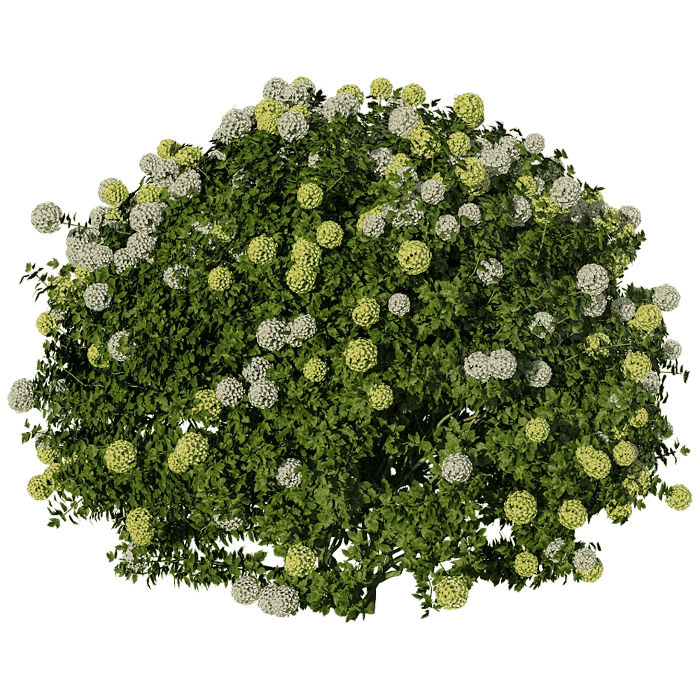 decoration – Edgeworthia Chrysantha Paperbush Viburnum 3D Model