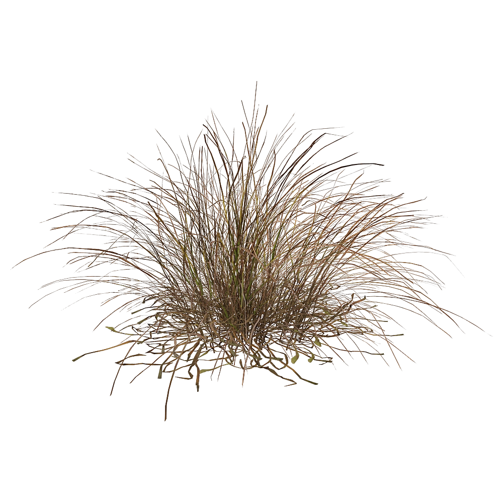 decoration – Eragrostis Curvula 01 01 3D Model