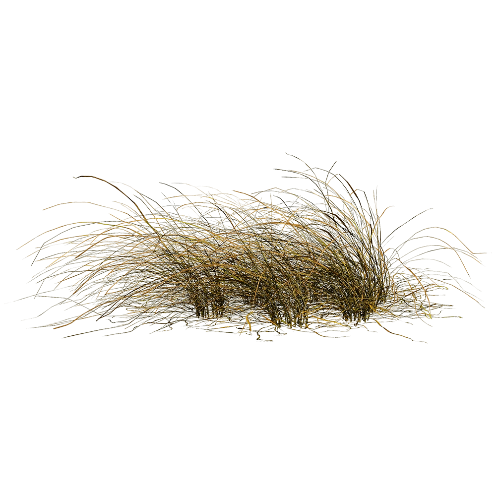 decoration – Eragrostis Curvula 01 02 3D Model
