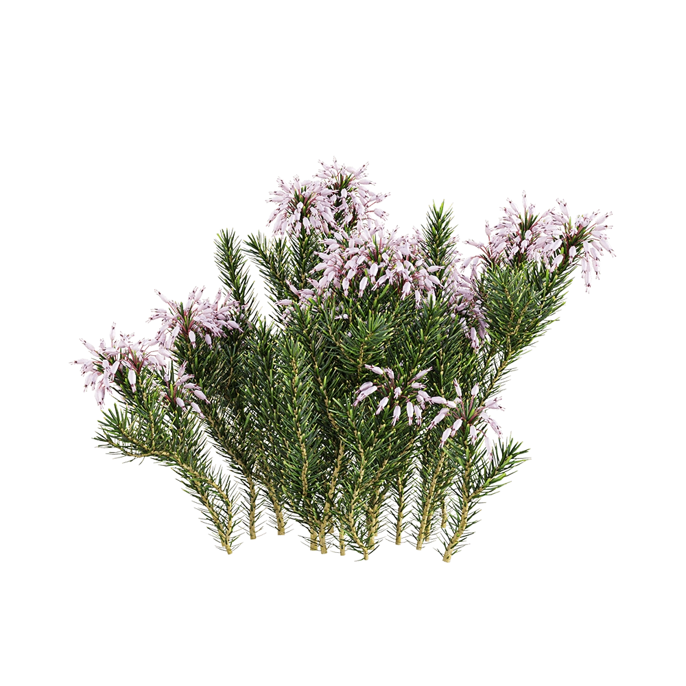 decoration – Erica multiflora 1 3D Model