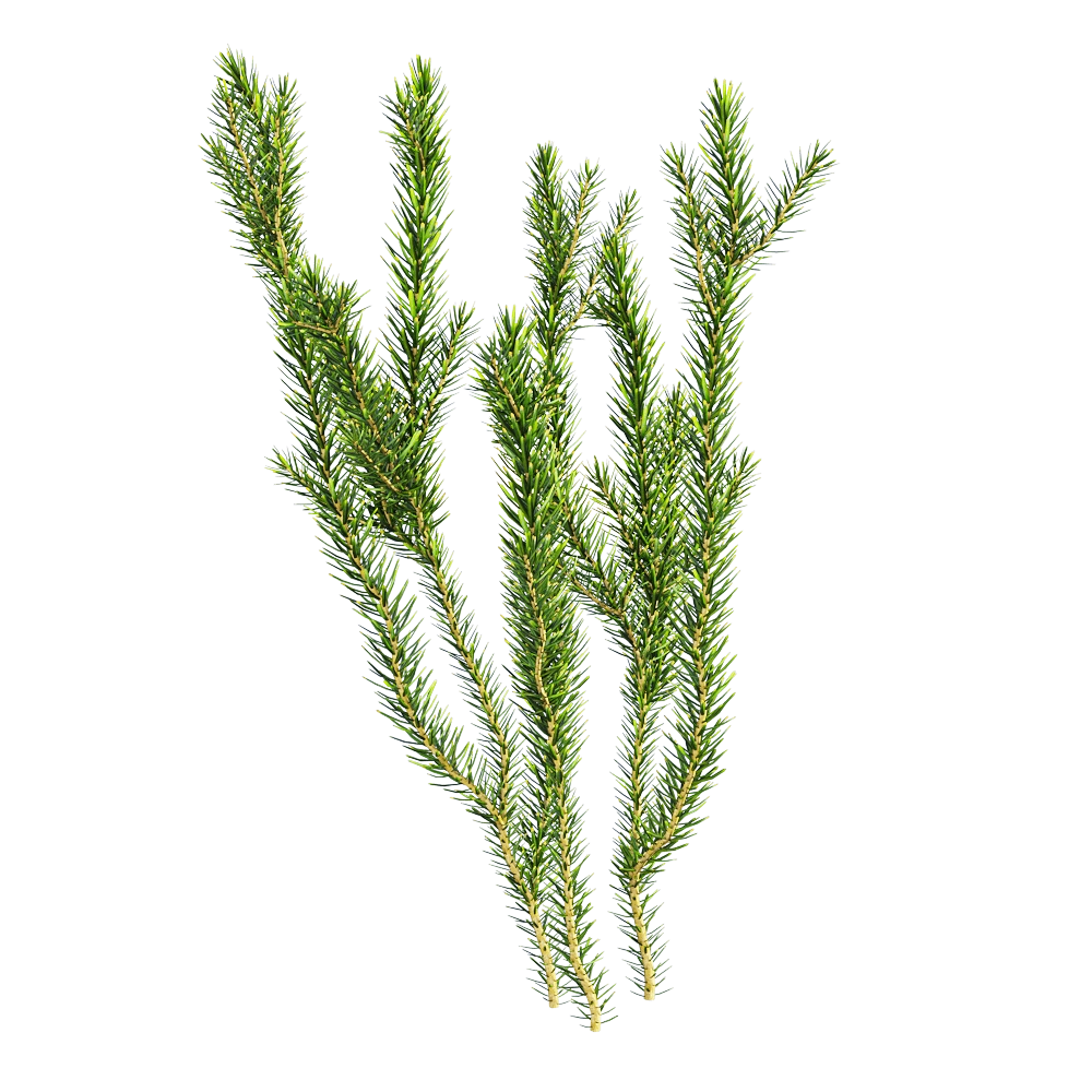 decoration – Erica multiflora 2 3D Model
