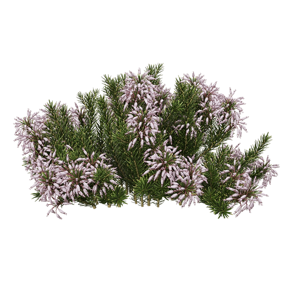decoration – Erica multiflora 3 3D Model