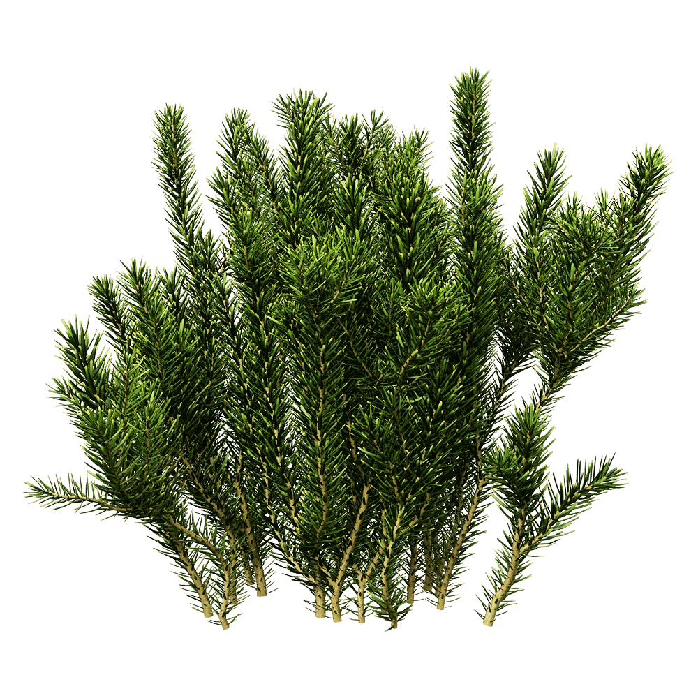 decoration – Erica multiflora 3 3D Model