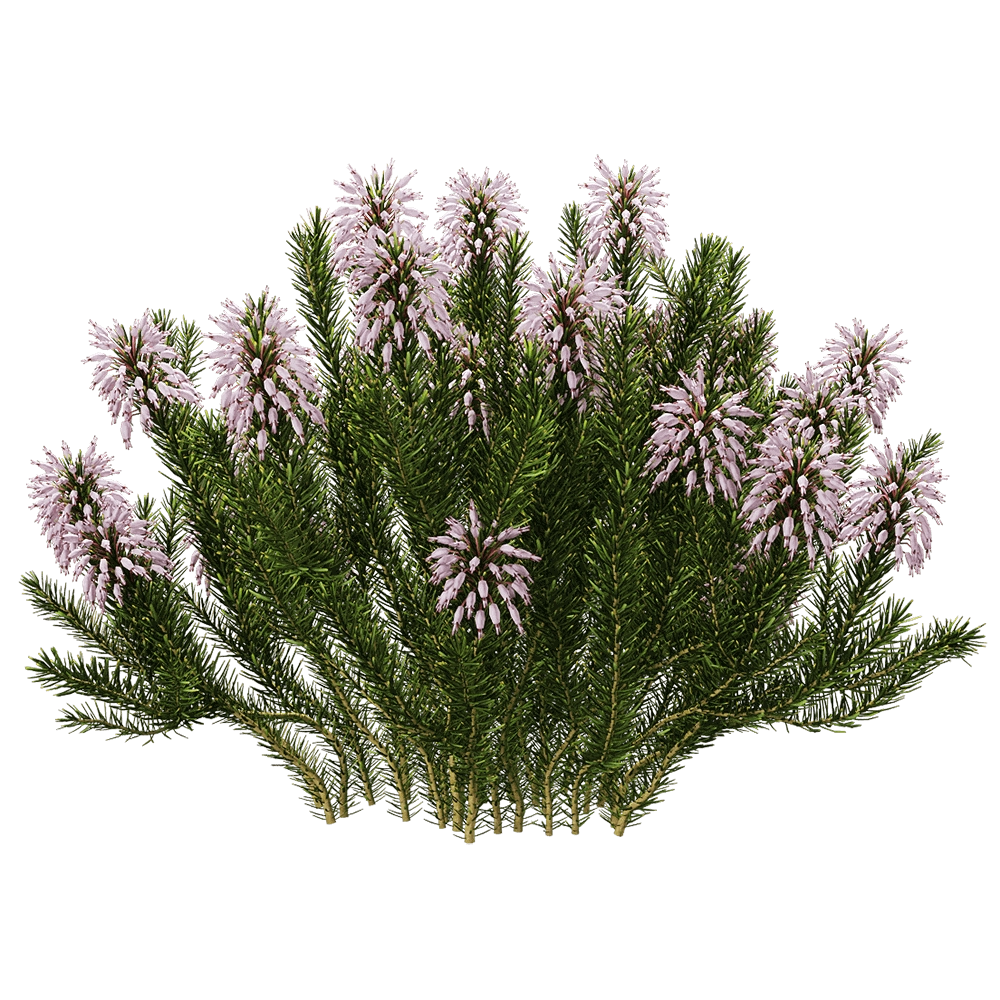 decoration – Erica multiflora 4 3D Model