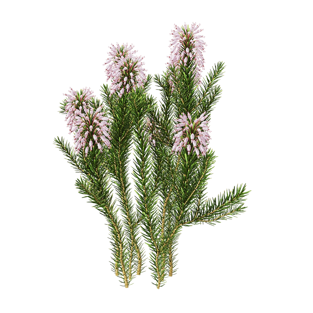 decoration – Erica multiflora 5 3D Model