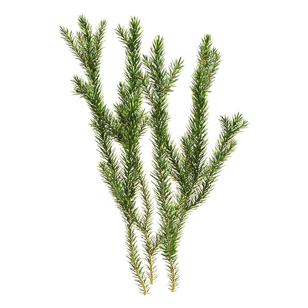 decoration – Erica multiflora 6 3D Model