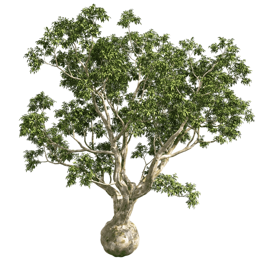 decoration – Eucalyptus Camaldulensis 01 01 3D Model