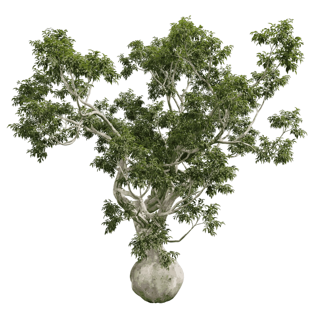 decoration – Eucalyptus camaldulensis 01 02 3D Model