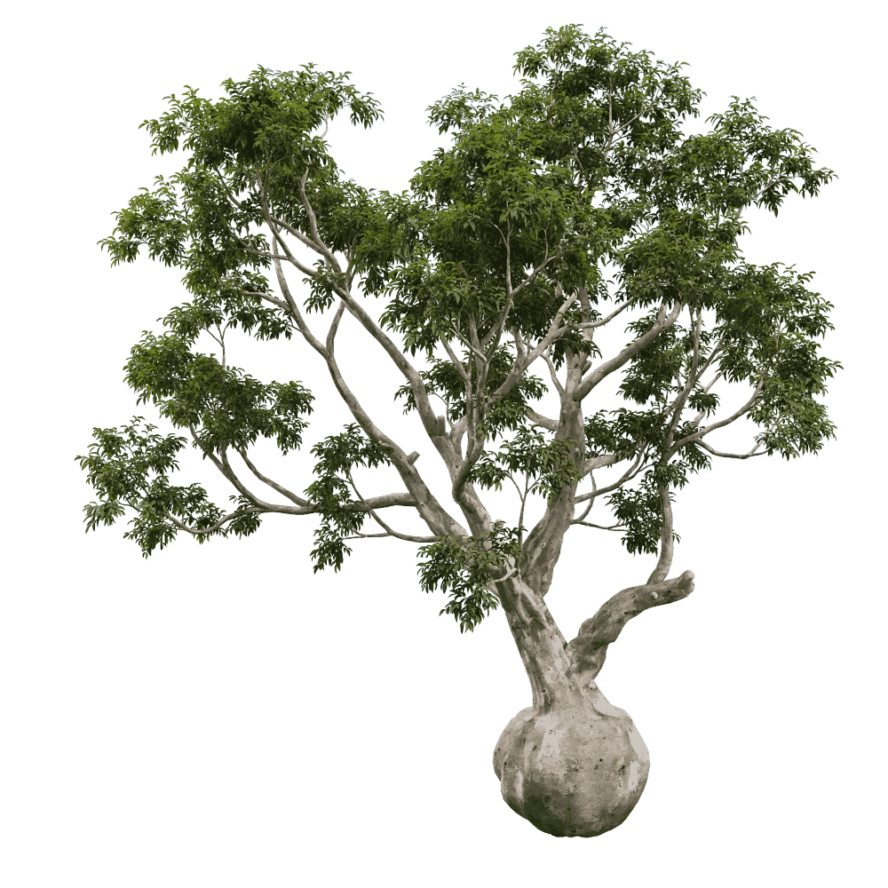 decoration – Eucalyptus camaldulensis 01 03 3D Model