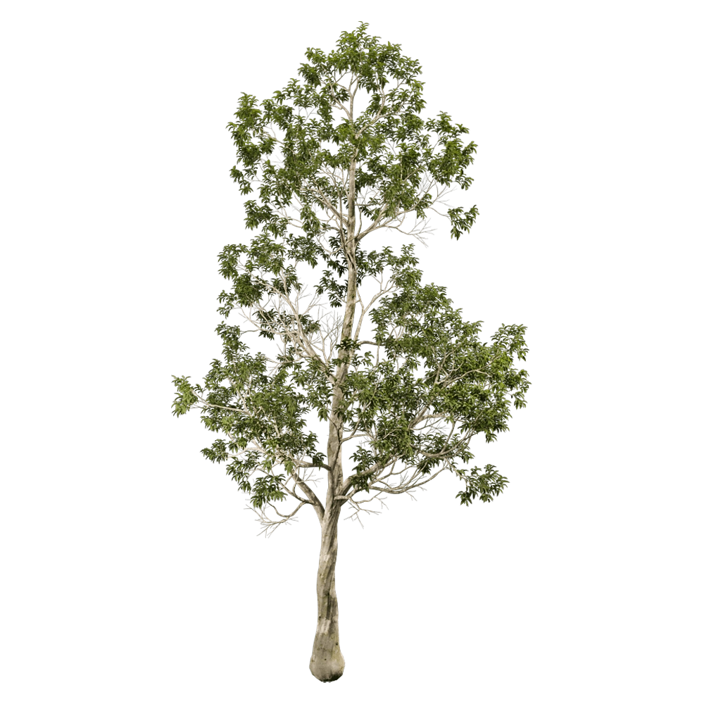 decoration – Eucalyptus camaldulensis 01 04 3D Model