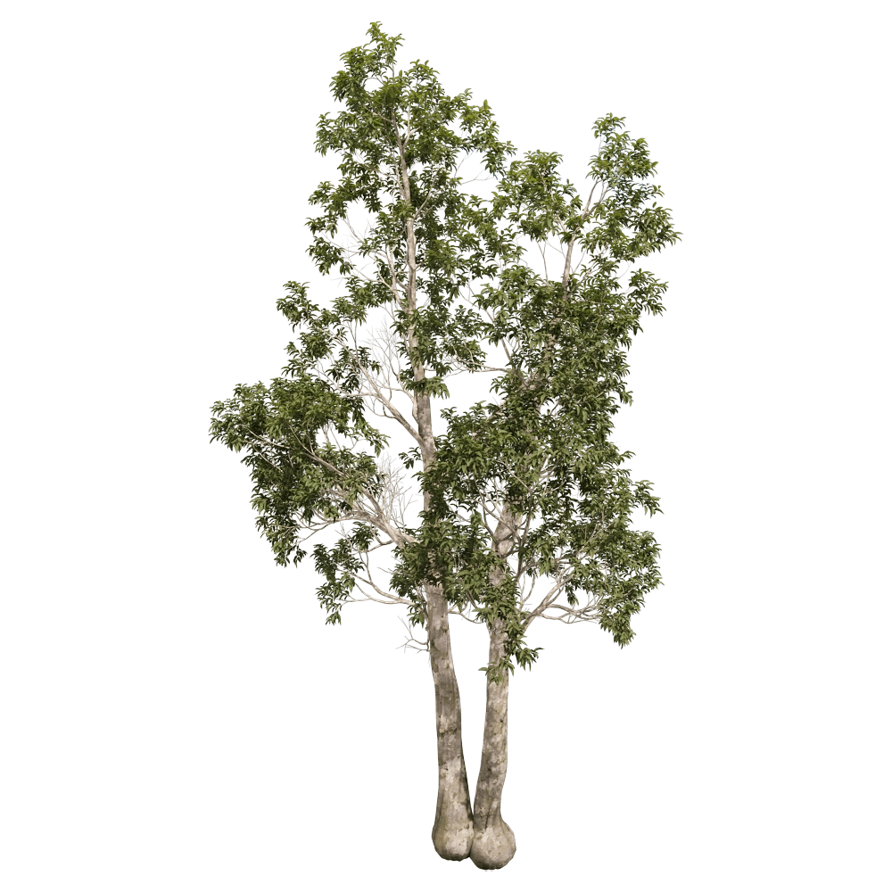 decoration – Eucalyptus camaldulensis 01 06 3D Model