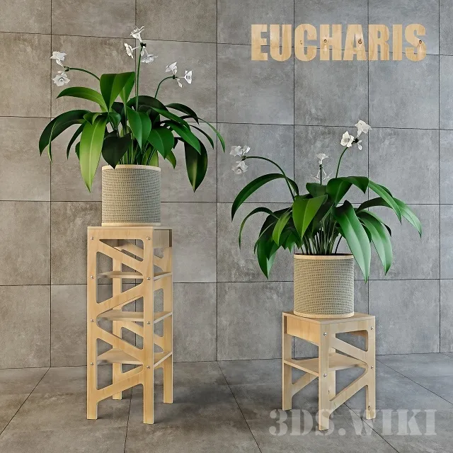decoration – Eucharis Flowers in Beautiful Vases 3D Model