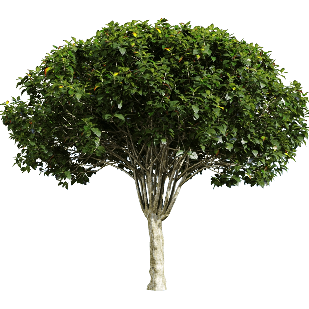 decoration – Euonymus europaeus 1 3D Model decoration – Euonymus europaeus 1 3D Model