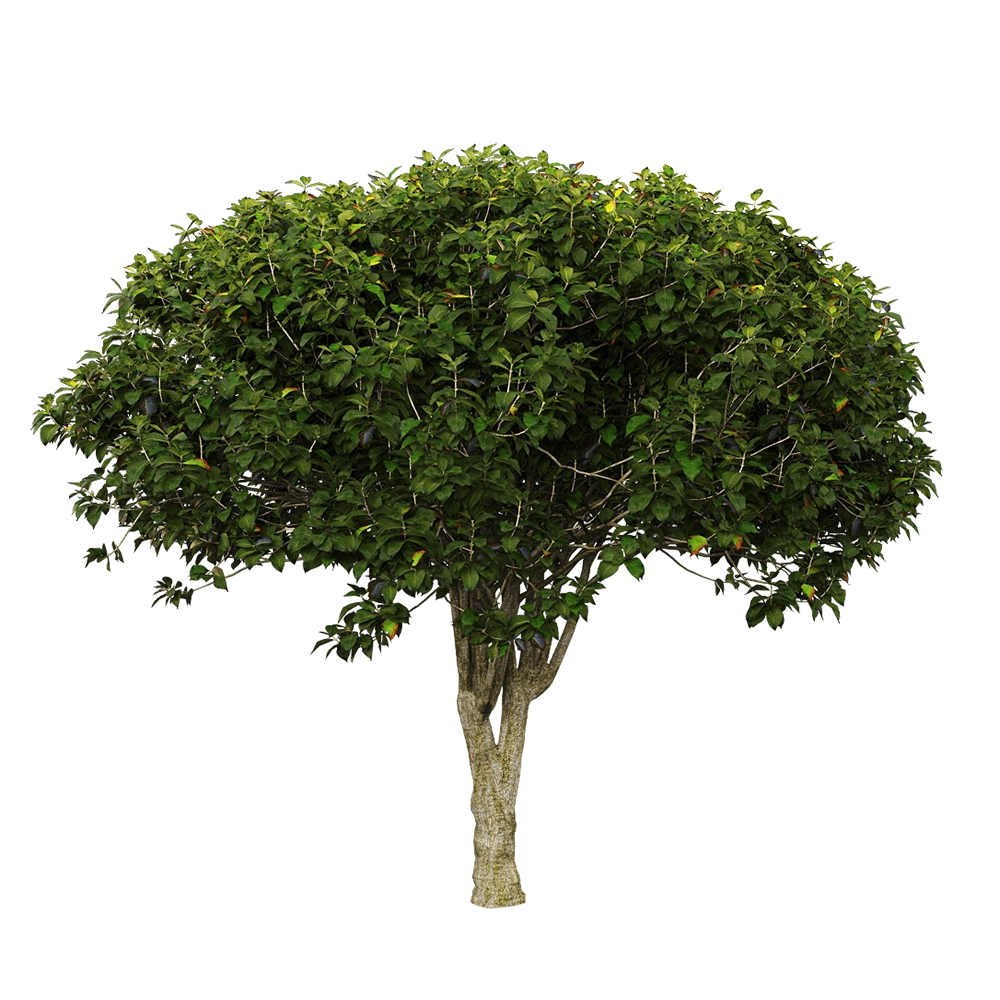 decoration – Euonymus europaeus 2 3D Model