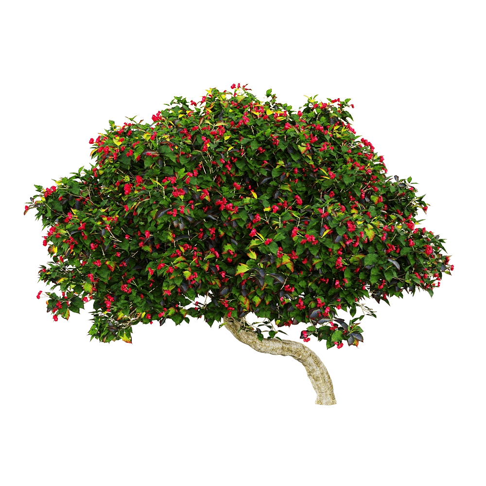 decoration – Euonymus europaeus 3 3D Model
