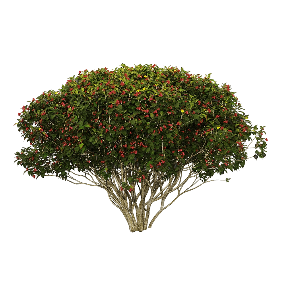 decoration – Euonymus europaeus 4 3D Model