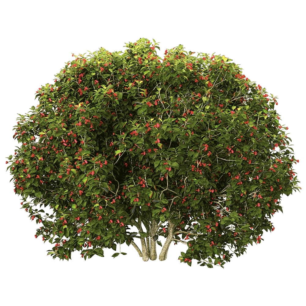 decoration – Euonymus europaeus 5 3D Model