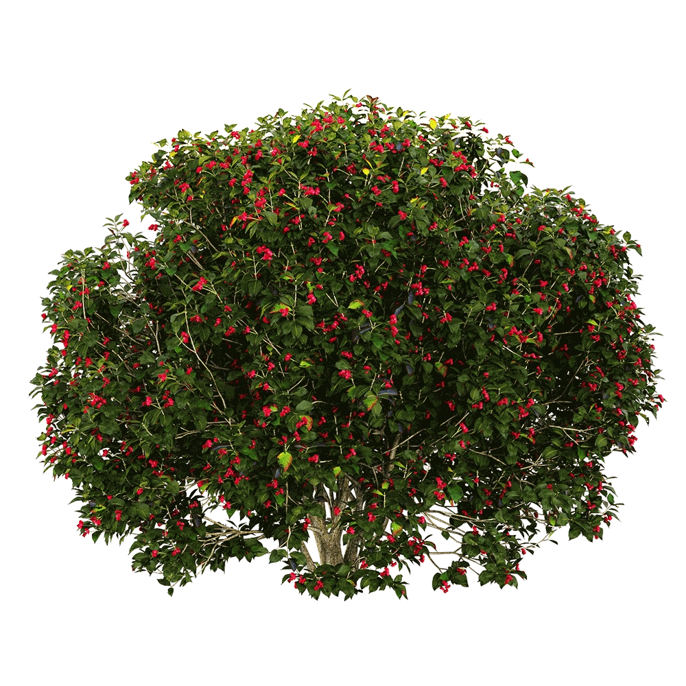 decoration – Euonymus europaeus 6 3D Model
