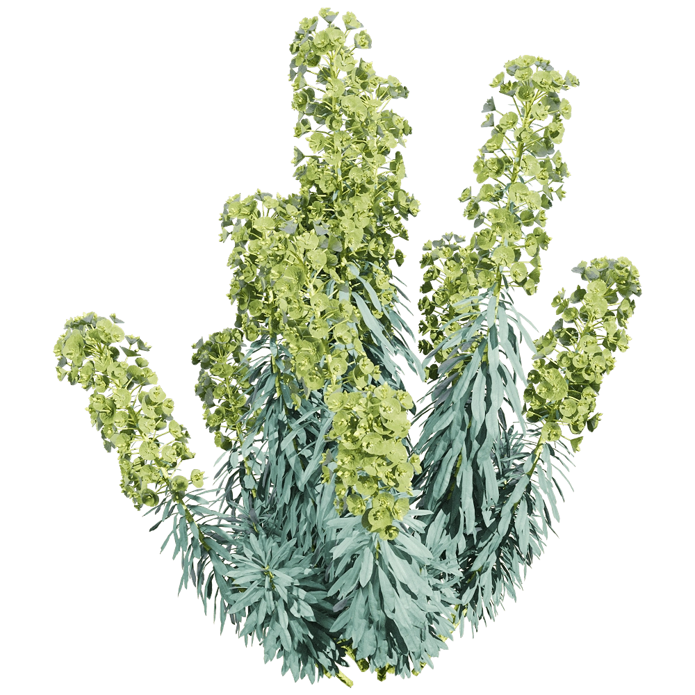 decoration – Euphorbia characias 1 3D Model decoration – Euphorbia characias 1 3D Model