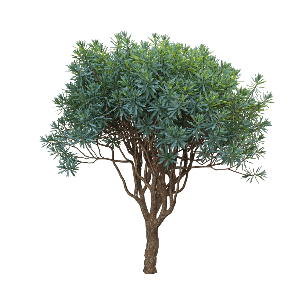 decoration – Euphorbia dentroides 1 3D Model