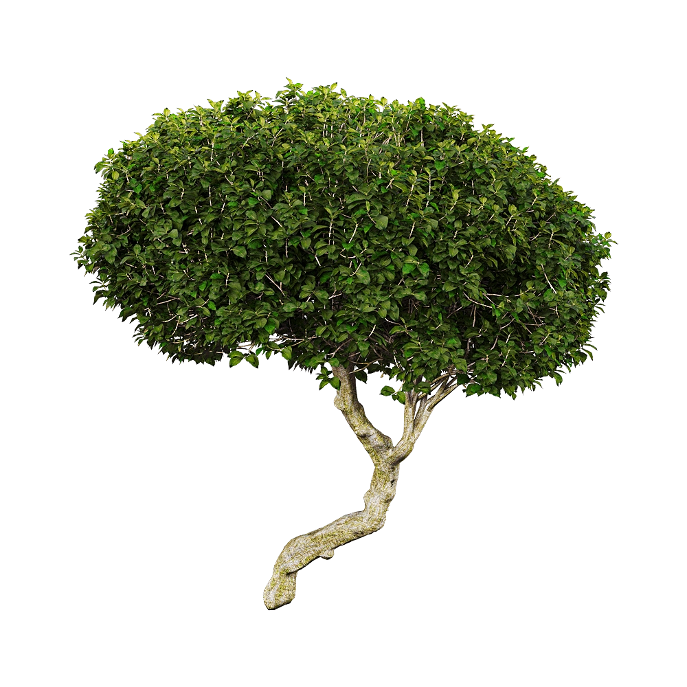 decoration – Euphorbia dentroides 1 3D Model