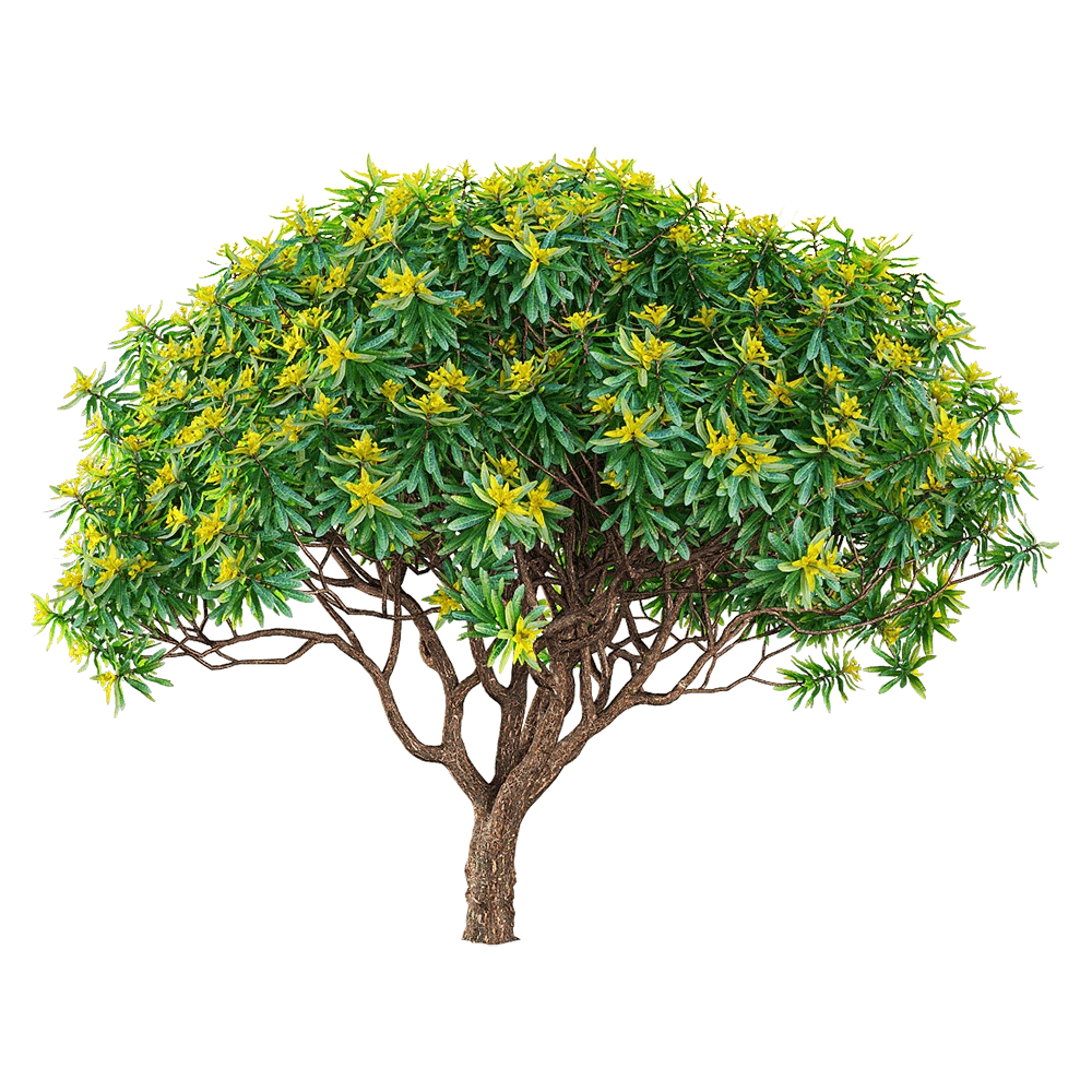 decoration – Euphorbia dentroides 2 3D Model