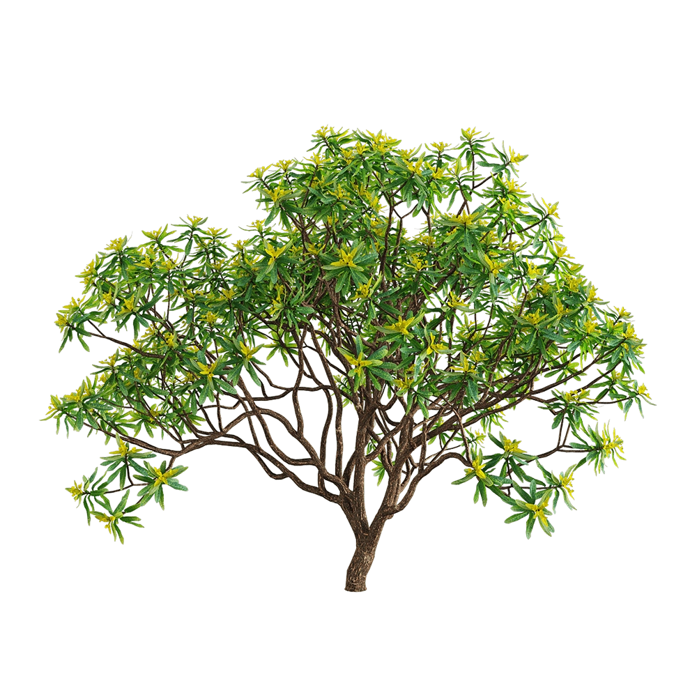 decoration – Euphorbia dentroides  3 3D Model