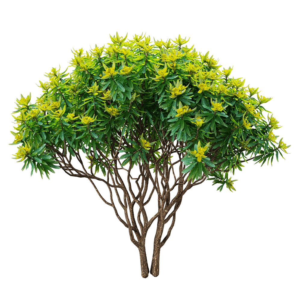decoration – Euphorbia dentroides  4 3D Model