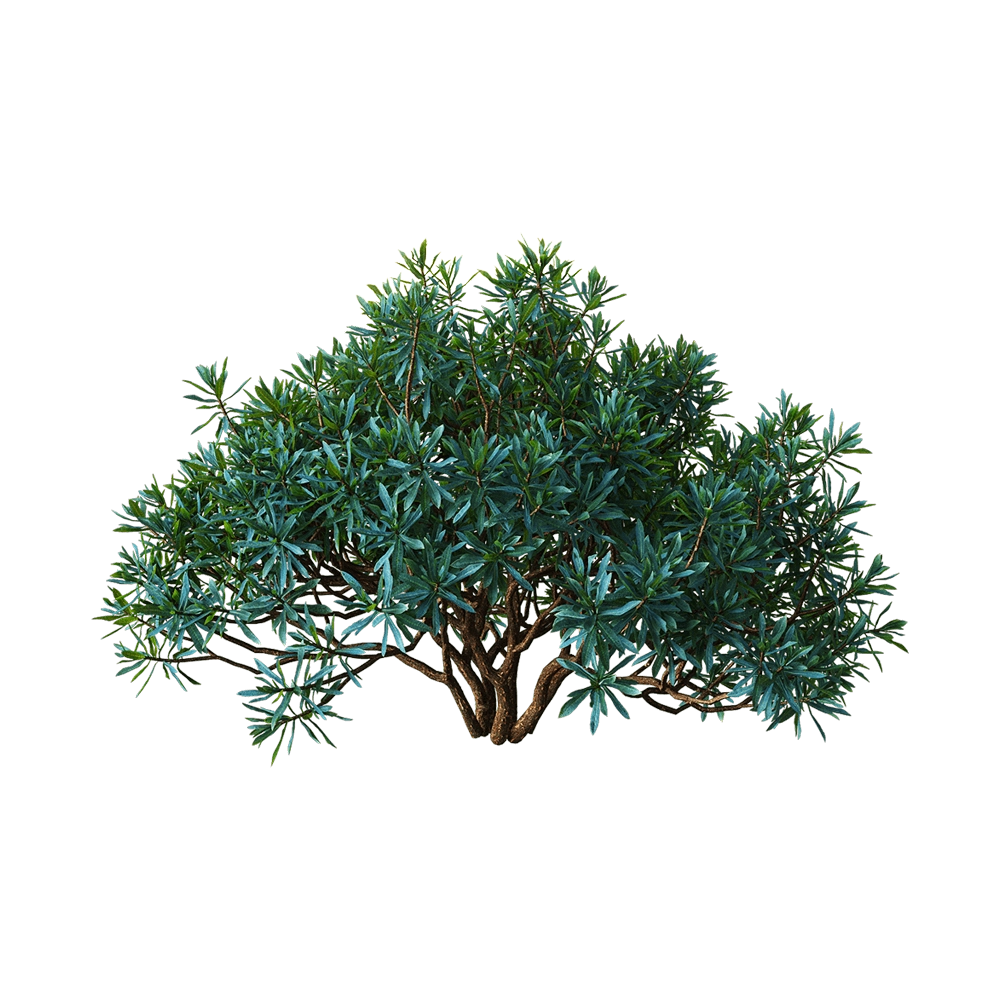 decoration – Euphorbia dentroides  5 3D Model