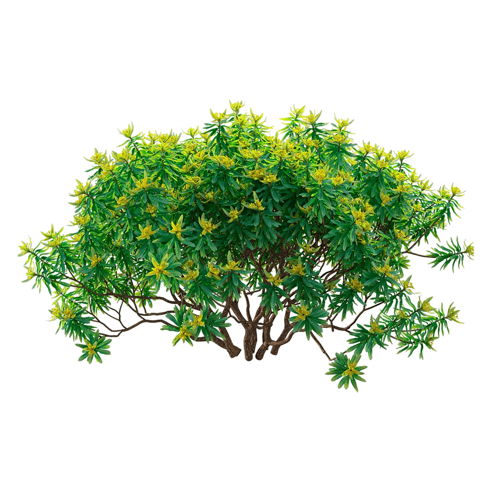 decoration – Euphorbia dentroides  6 3D Model