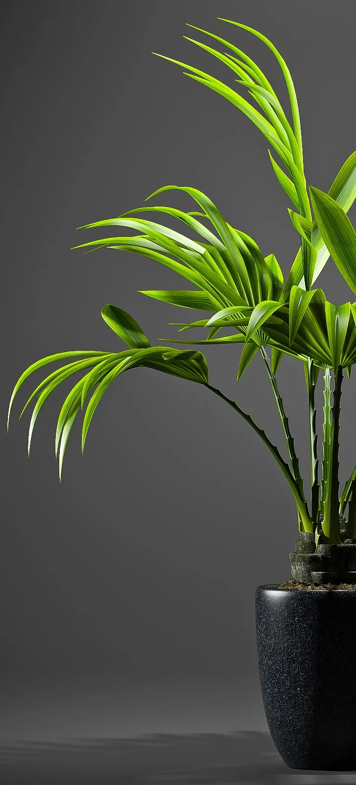 decoration – Fan palm 3D Model