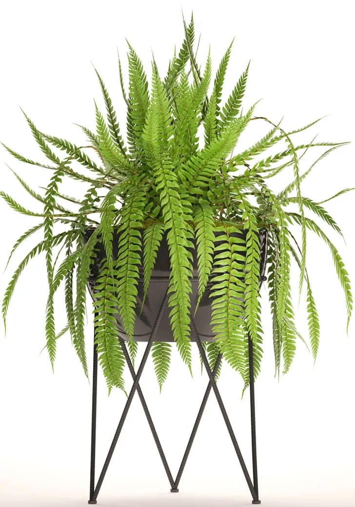 decoration – Fern in the pot 3D Model
