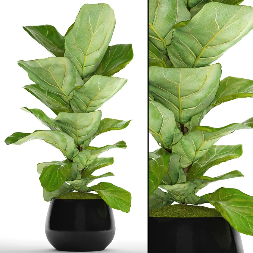 decoration – Ficus 002 3D Model