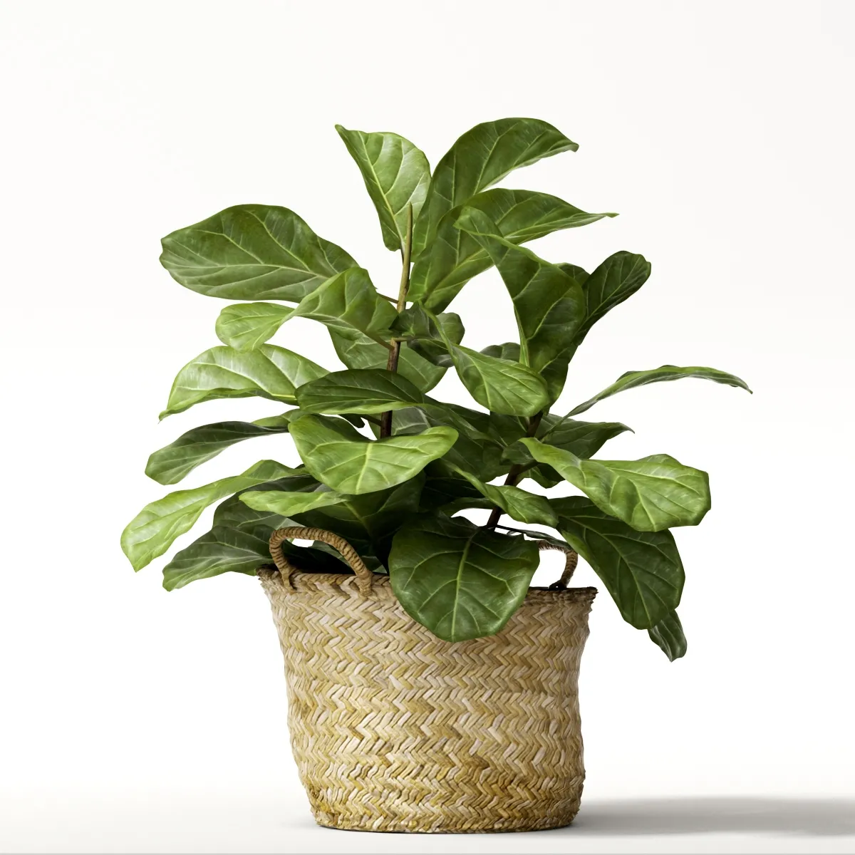 decoration – Ficus 01 3D Model