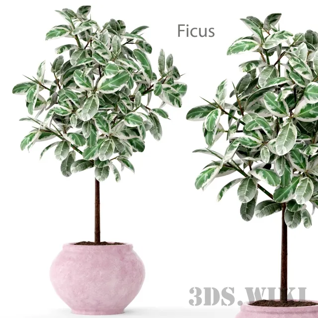 decoration – FICUS 2 BIG 3D Model decoration – FICUS 2 BIG 3D Model