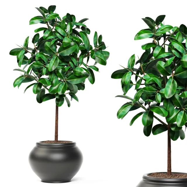 decoration – Ficus 3D Model