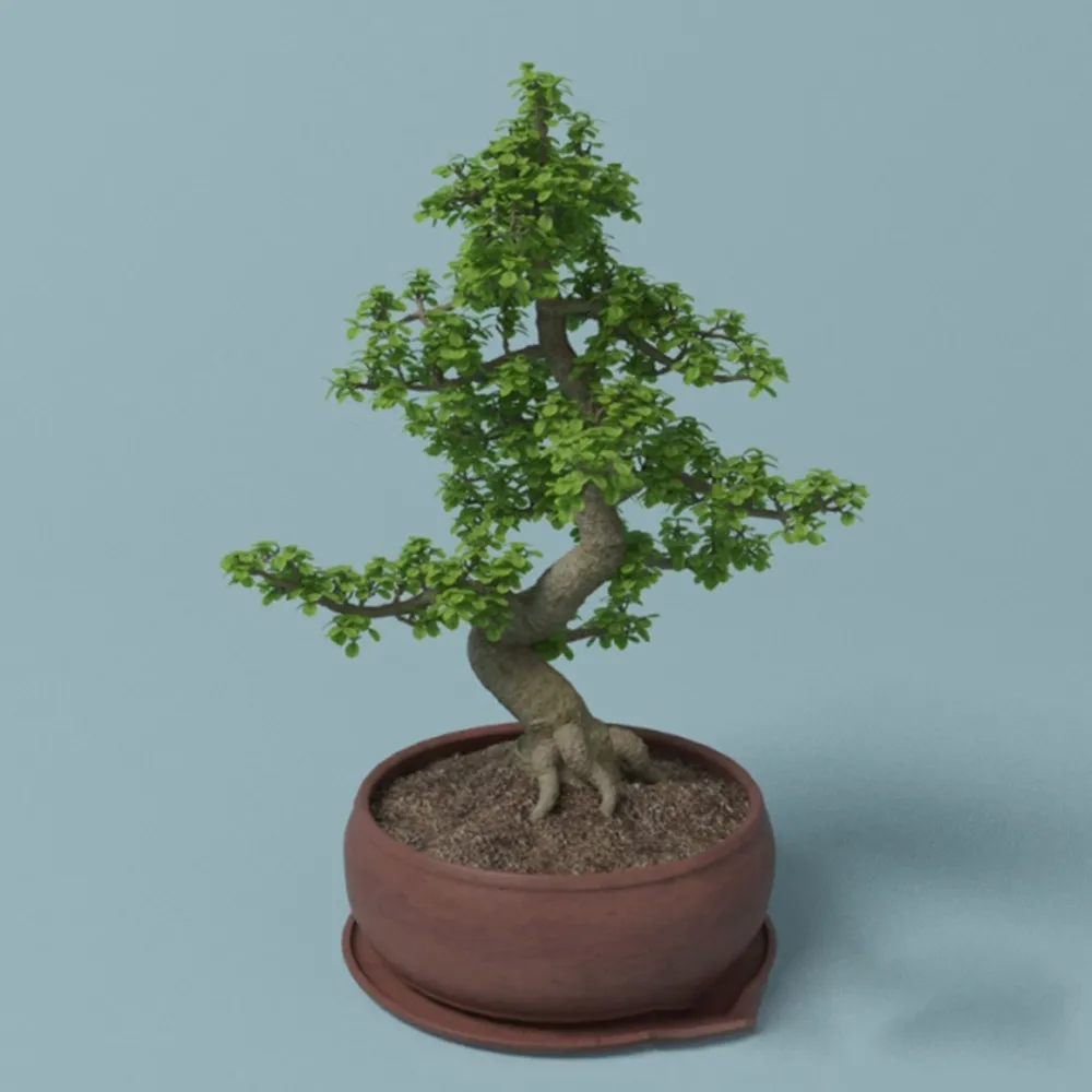 decoration – Ficus – Beautiful tree-shaped plant 3D Model