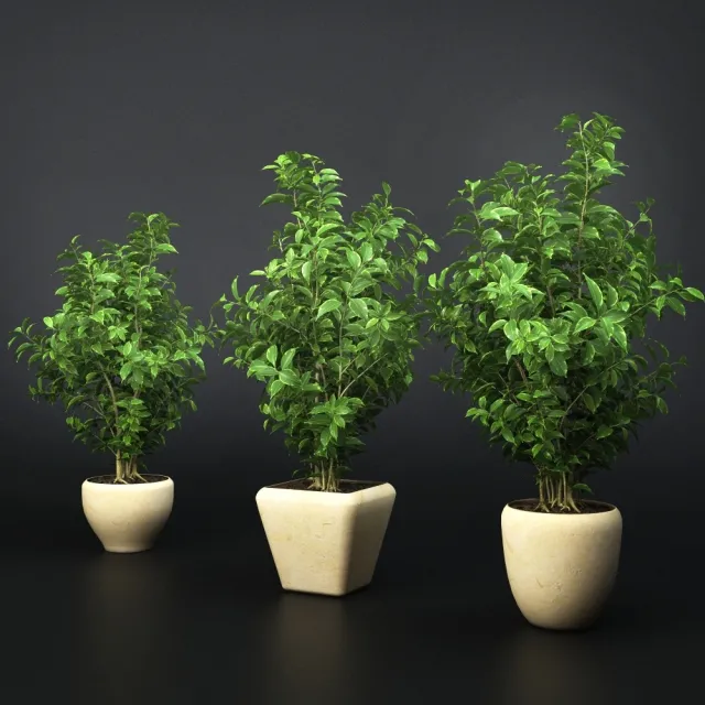 decoration – Ficus Benjaminm 3D Model