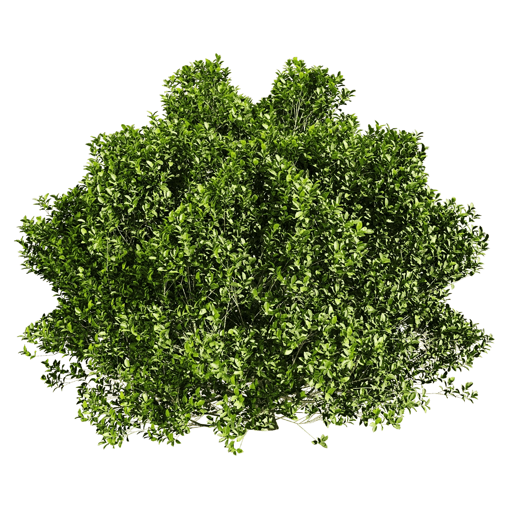 decoration – Ficus concinna 4 3D Model decoration – Ficus concinna 4 3D Model
