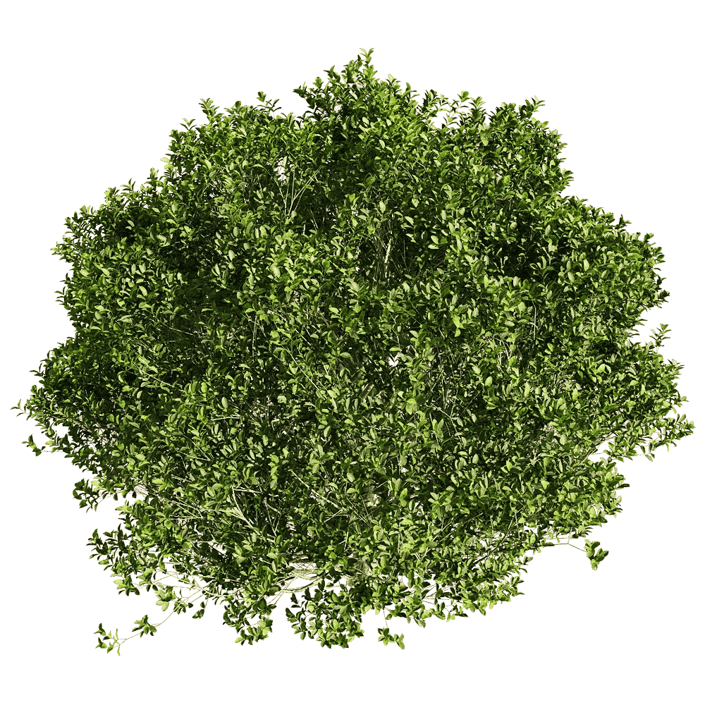 decoration – Ficus concinna 5 3D Model decoration – Ficus concinna 5 3D Model