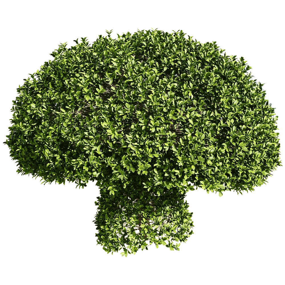 decoration – Ficus concinna 7 3D Model decoration – Ficus concinna 7 3D Model