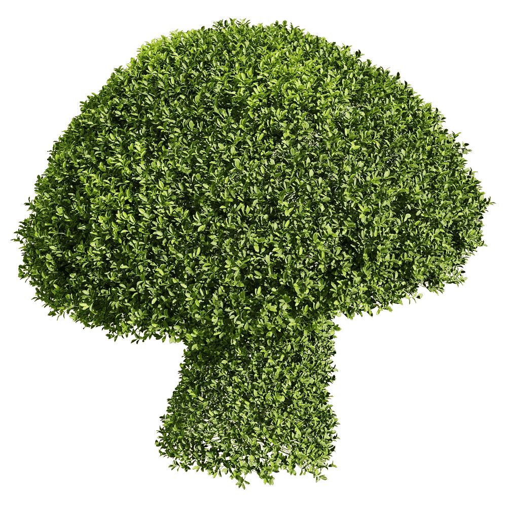 decoration – Ficus concinna 8 3D Model decoration – Ficus concinna 8 3D Model