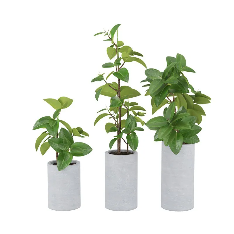 decoration – Ficus Elastica 1 3D Model