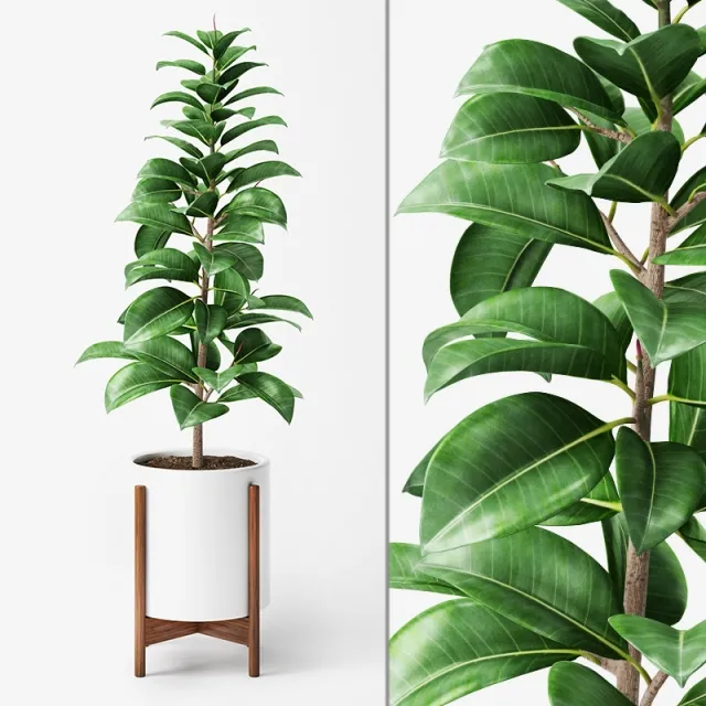 decoration – Ficus Elastica 3D Model
