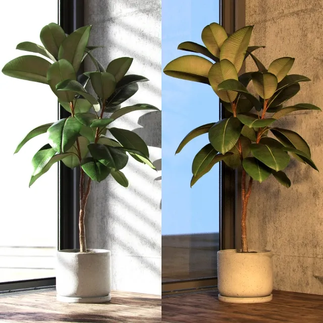 decoration – Ficus elastica 3D Model decoration – Ficus elastica 3D Model