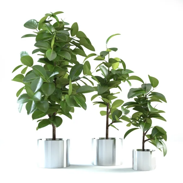decoration – Ficus elastica 3D Model