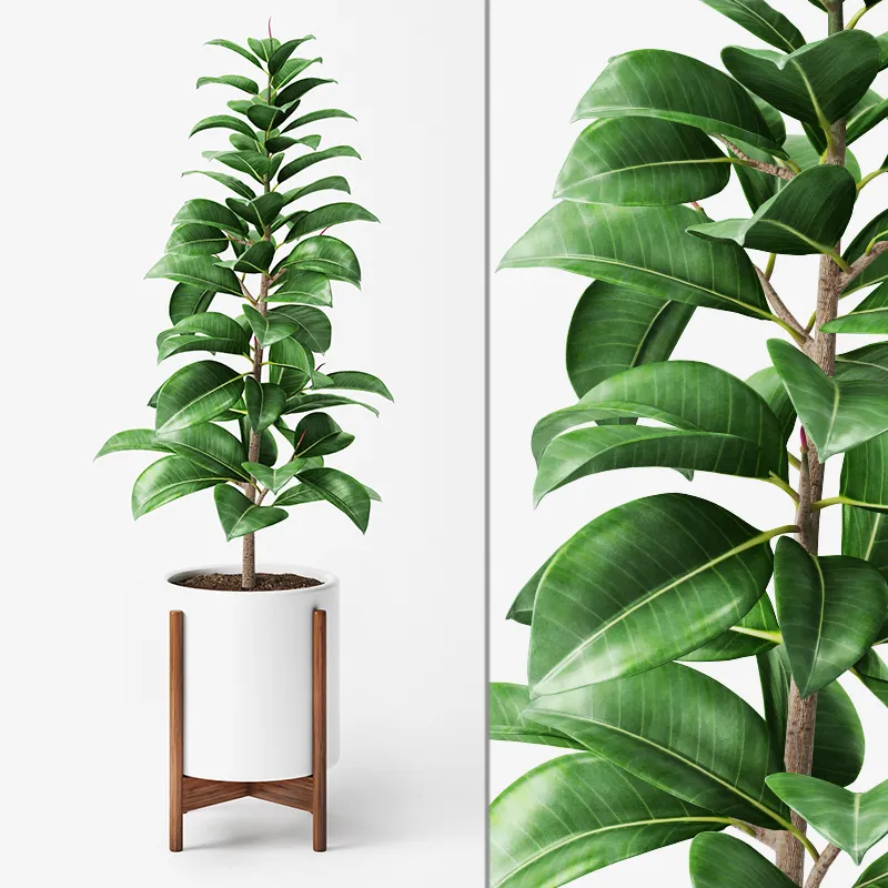 decoration – Ficus Elastica  4 3D Model