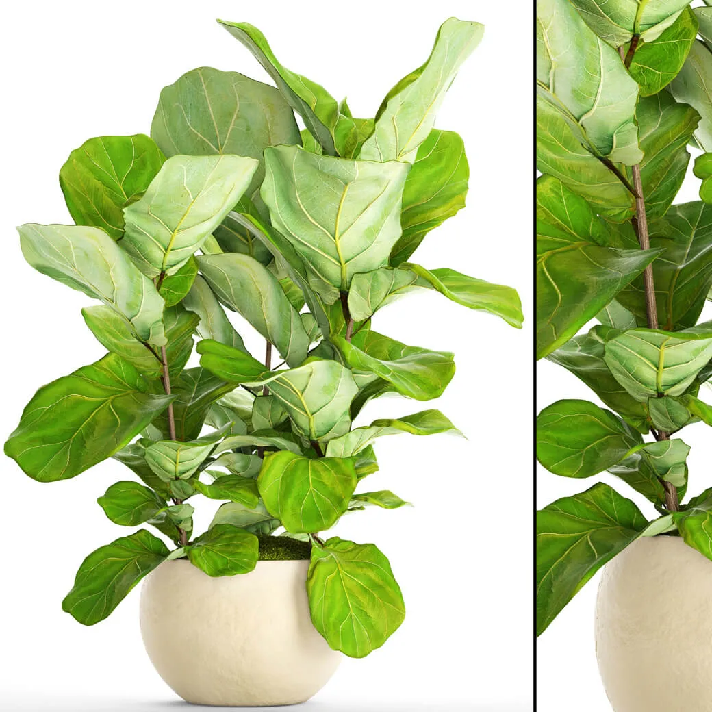 decoration – Ficus Elastica 6 3D Model