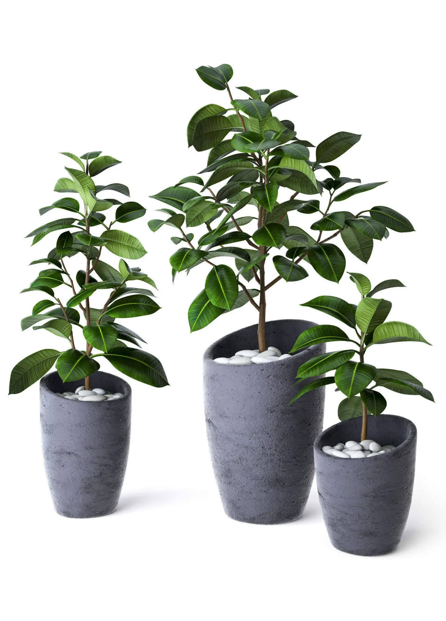 decoration – Ficus Elastica  in a Pot for Interior 3D Model