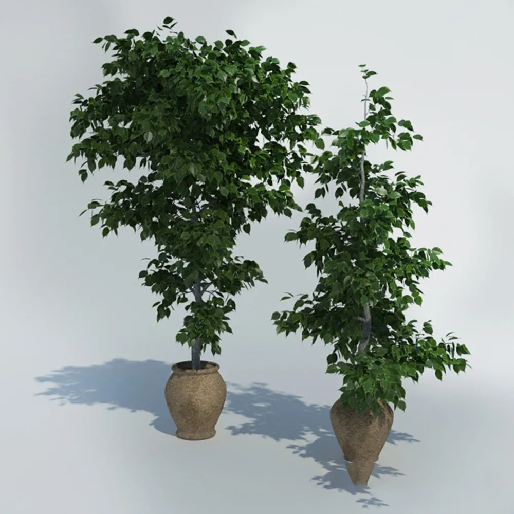 decoration – Ficus in pots 3D Model